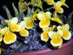 Bild von Dendrobium capillipes 1